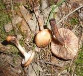Gefleckter Gelbfuß, Foto 24