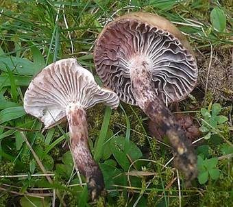 Gefleckter Gelbfuß, Foto 5