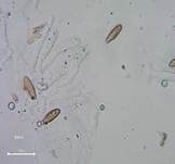Gefleckter Gelbfuß, Foto 35