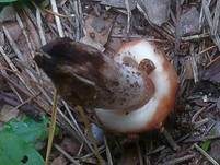 Gefleckter Gelbfuß, Foto 7