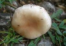 Gefleckter Gelbfuß, Foto 9