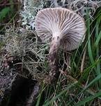 Gefleckter Gelbfuß, Foto 10