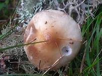 Gefleckter Gelbfuß, Foto 11