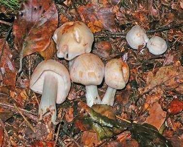 Gefleckter Rübling, Foto 2