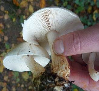 Gefleckter Rübling, Foto 3