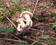 Gefleckter Rübling, Foto 12