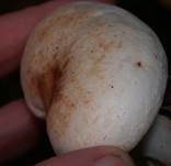Gefleckter Rübling, Foto 14