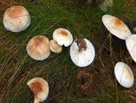 Gefleckter Rübling, Foto 15