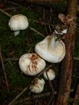 Gefleckter Rübling, Foto 16