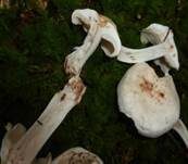 Gefleckter Rübling, Foto 20