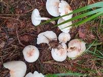 Gefleckter Rübling, Foto 21