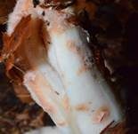 Gefleckter Rübling, Foto 23