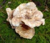 Gefleckter Rübling, Foto 26