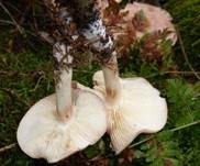 Gefleckter Rübling, Foto 29