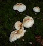 Gefleckter Rübling, Foto 30