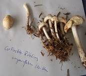 Gefleckter Rübling, Foto 33