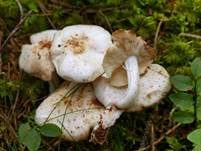 Gefleckter Rübling, Foto 35