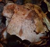 Gefleckter Rübling, Foto 7