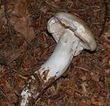 Gefleckter Rübling, Foto 10