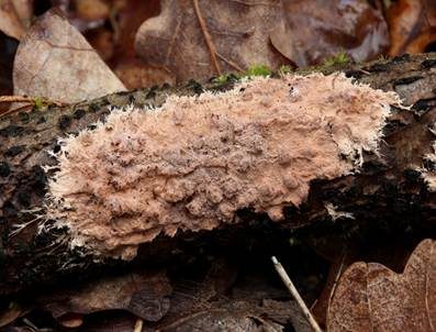 Gefranstes Steccherinum, Foto 3