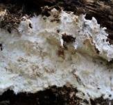 Gefranstes Steccherinum, Foto 13
