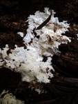 Gefranstes Steccherinum, Foto 14