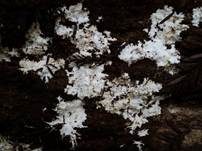 Gefranstes Steccherinum, Foto 16