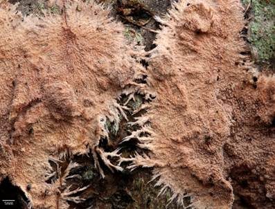 Gefranstes Steccherinum, Foto 4