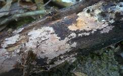 Gefranstes Steccherinum, Foto 23