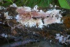 Gefranstes Steccherinum, Foto 6