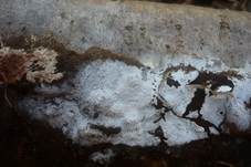 Gefranstes Steccherinum, Foto 9