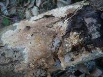 Gefranstes Steccherinum, Foto 10