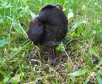 Gefurchte Lorchel, Foto 2
