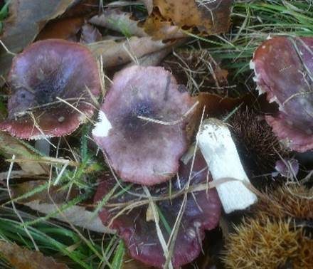 Gefurchter Purpurtäubling, Foto 2