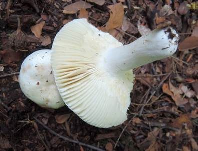 Gefurchtstieliger Täubling, Foto 4