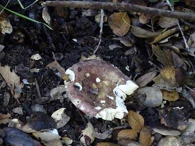 Gegabelter Purpurtäubling, Foto 2