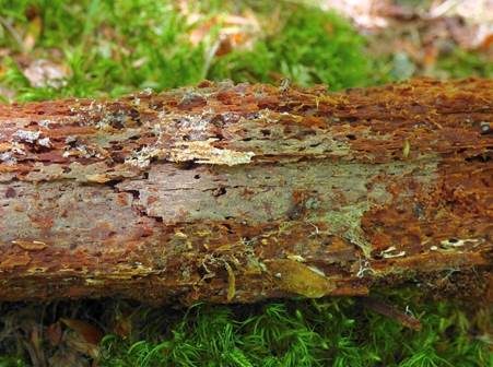 Gekörnte Mehlhaut, Foto 3