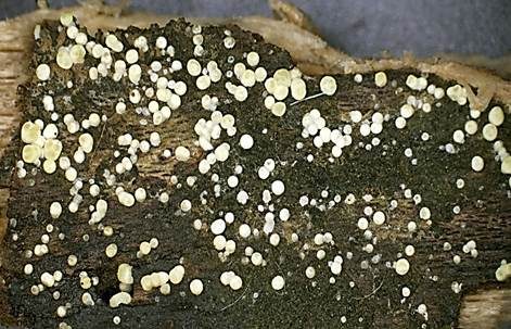 Gelatinöser Kugelpustelpilz, Foto 3