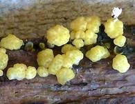 Gelatinöser Kugelpustelpilz, Foto 7