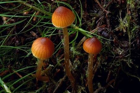Gelbblättriger Häubling, Foto 2