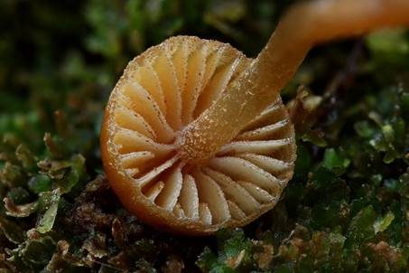 Gelbblättriger Häubling, Foto 3