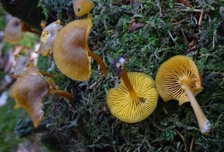 Gelbblättriger Holznabeling, Foto 2