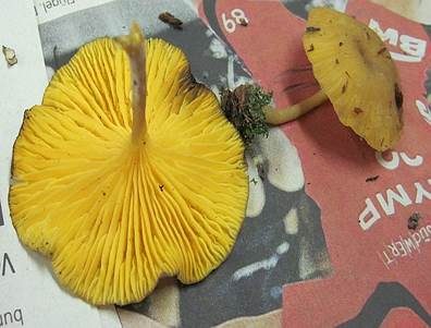 Gelbblättriger Holznabeling, Foto 3