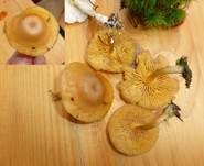 Gelbblättriger Holznabeling, Foto 12