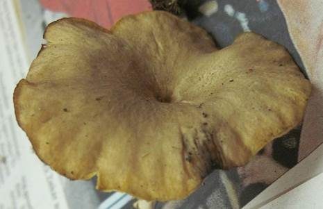 Gelbblättriger Holznabeling, Foto 4