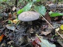 Gelbblättriger Rasling, Foto 14