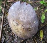 Gelbblättriger Rasling, Foto 17