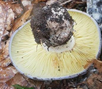 Gelbblättriger Rasling, Foto 4