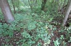 Gelbblättriger Rasling, Foto 24