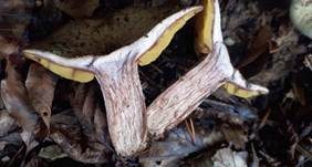 Gelbblättriger Rasling, Foto 6